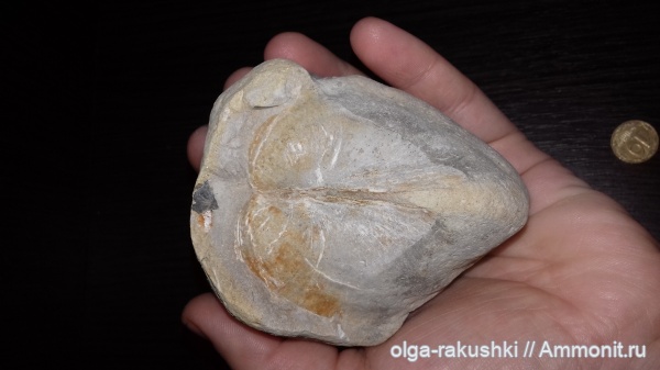 двустворчатые моллюски, Киев