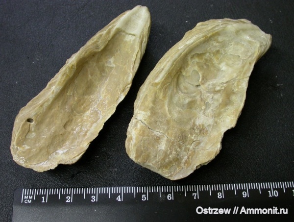 миоцен, bivalvia, Crassostrea