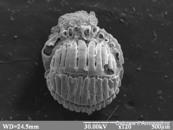 Borelis, Borelis melo