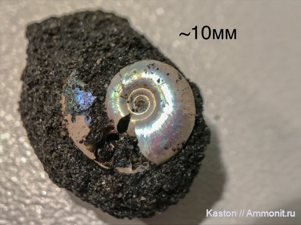 Фили, Kachpurites, волжский ярус