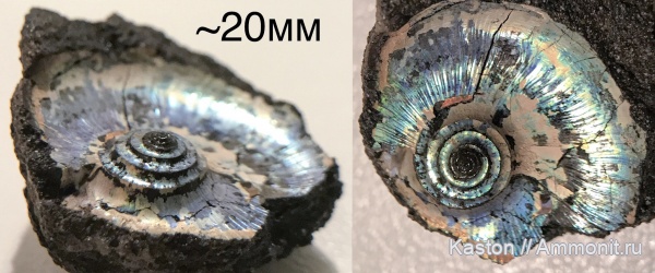 Фили, волжский ярус, Kachpurites subfulgens