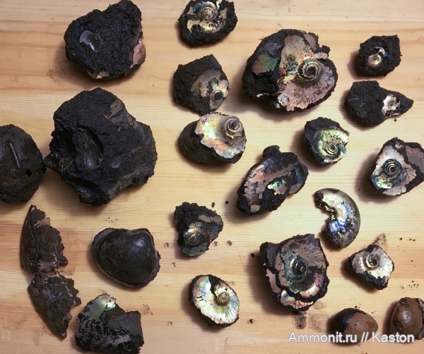 аммониты, Фили, волжский ярус