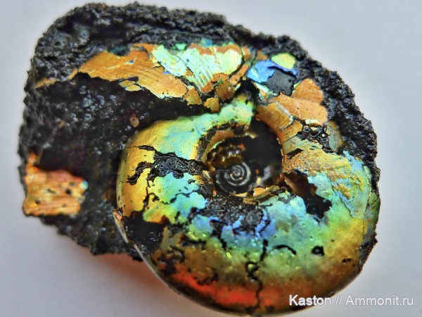 аммониты, Фили