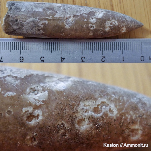 белемниты, Фили