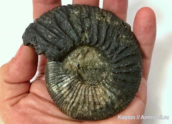 аммониты, юра, Мневники