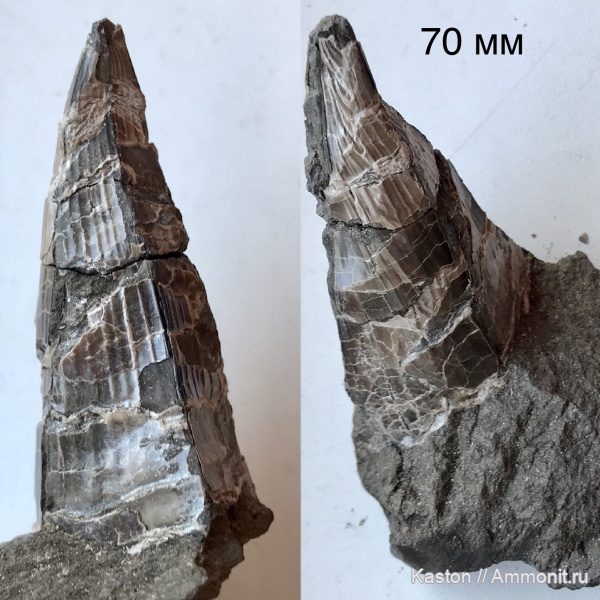 юра, Мневники, Pinna юра, Мневники, Pinna