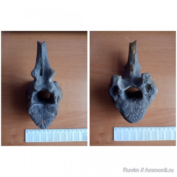 млекопитающие, Днепропетровск