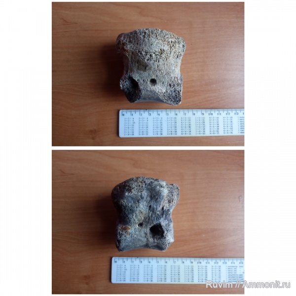 млекопитающие, Днепропетровск