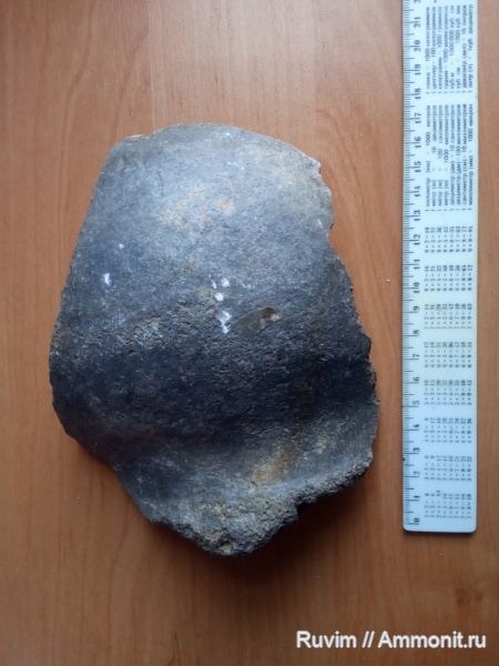 млекопитающие, Днепропетровск