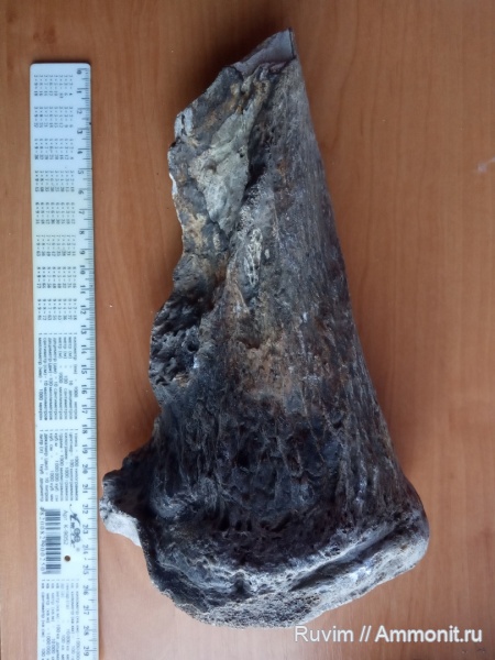 млекопитающие, Днепропетровск