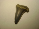 Зуб акулы Odontaspis sp.