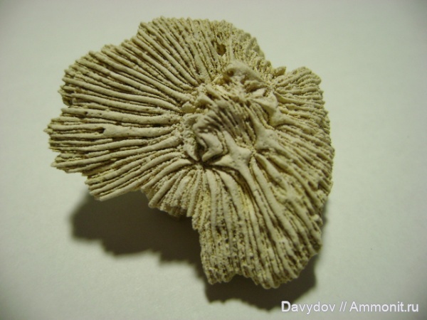 палеоген, кораллы, эоцен, кишечнополостные, беспозвоночные, Днепропетровск, Днепр