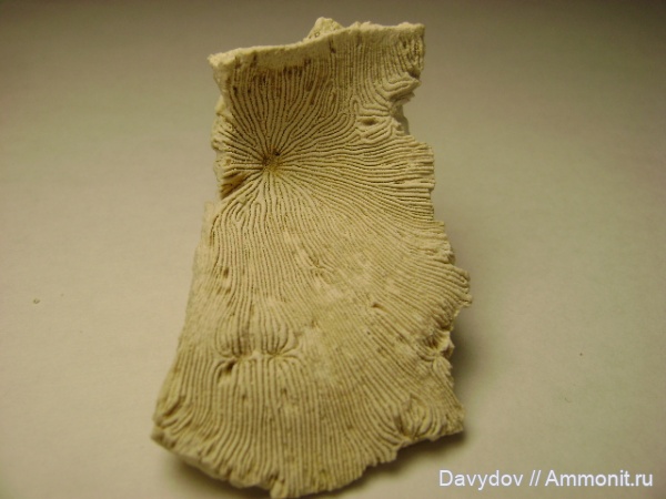 палеоген, кораллы, эоцен, кишечнополостные, беспозвоночные, Днепропетровск, Рыбальский карьер, Днепр