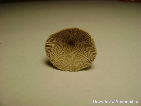 палеоген, кораллы, эоцен, кишечнополостные, четвертичный период, беспозвоночные, Днепропетровск, Рыбальский карьер, Днепр