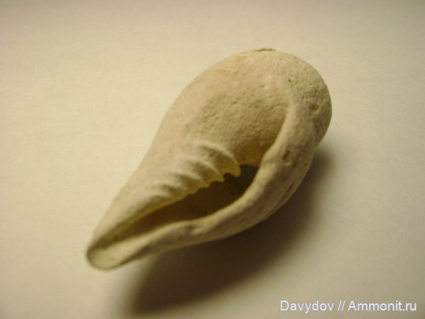 гастроподы, моллюски, палеоген, эоцен, четвертичный период, беспозвоночные, Рыбальский карьер, Днепр