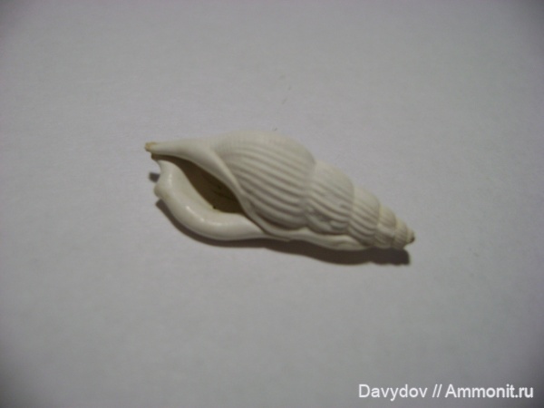 палеоген, эоцен, Рыбальский карьер, Rimella rimosa