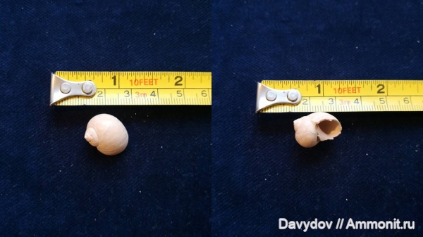 гастроподы, моллюски, эоцен, кайнозой, Украина, Natica, Днепропетровск, приабон, Днепр, Мандрыковка, Рыбальский, epiglottina