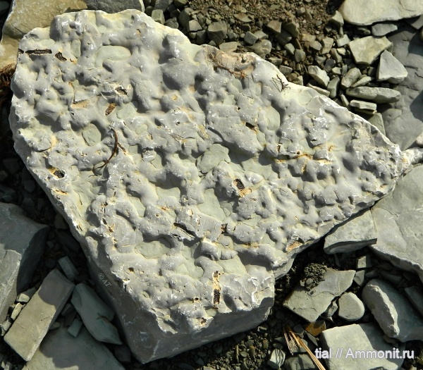 Якутия, Thalassinoides, Буотама