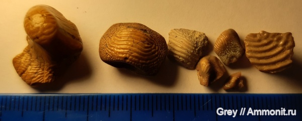 мел, сеноман, Ptychodus, Малый Пролом