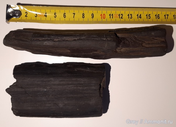 окаменелости, древесина, Ундоры, Городищи