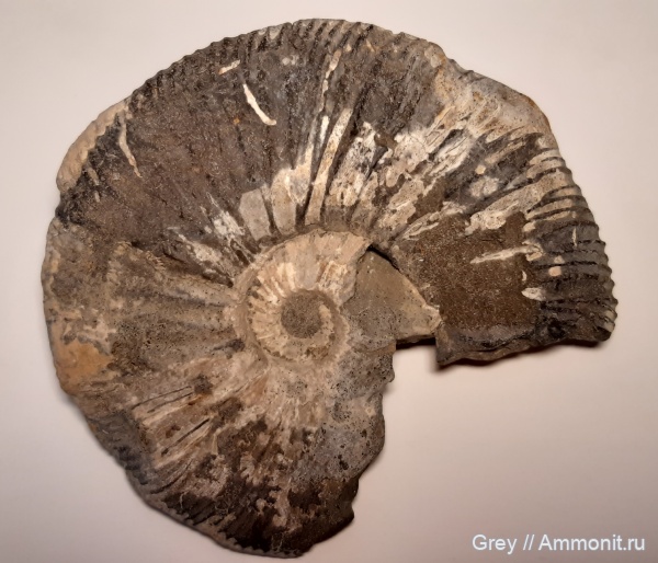 аммониты, Virgatites gerassimovi, Ammonites, Городищи-Ундоры, Jurassic