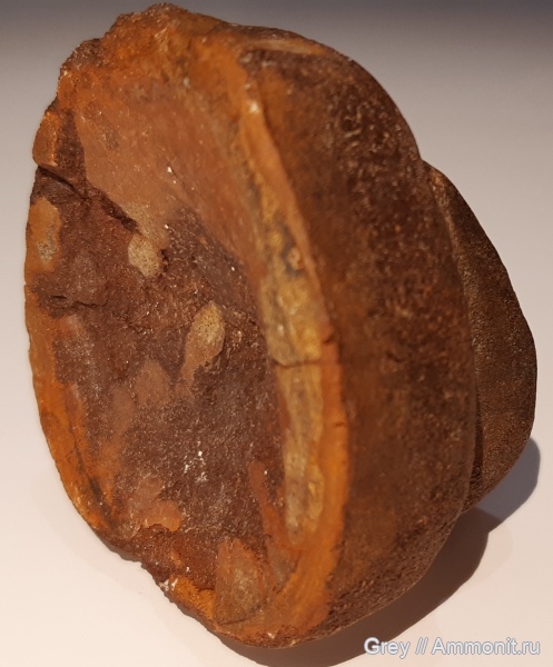 ихтиозавры, Ундоры, Городищи, позвонки, Ichtyosauridae