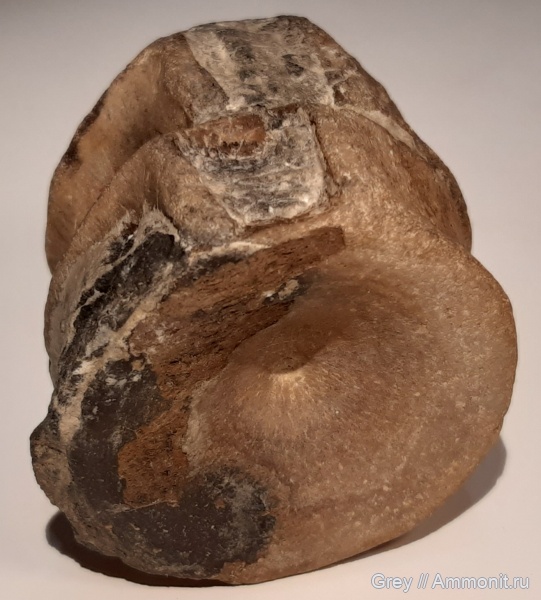 ихтиозавры, Ундоры, Городищи, позвонки, Ichtyosauridae