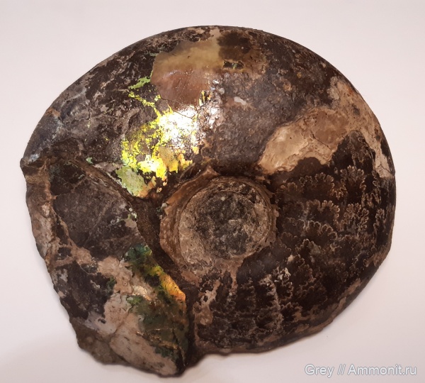 аммониты, Craspedites, Ammonites, Городищи-Ундоры, Jurassic