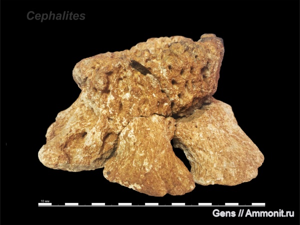 Cephalites