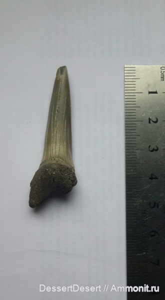 Striatolamia, Киев, намывные пески