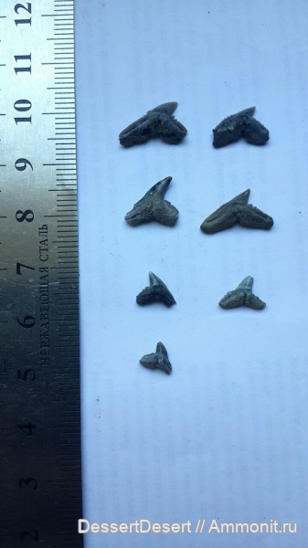 Киев, Carcharhiniformes, намывные пески