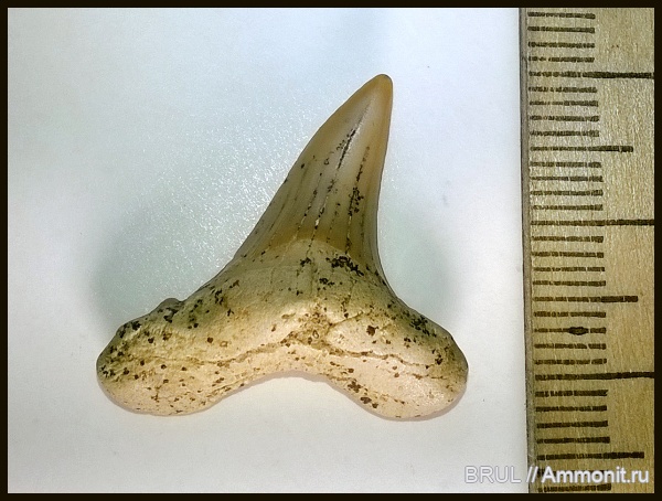 зубы, акулы, зубы акул, Cretoxyrhina, Cretoxyrhina denticulata, Lamniformes, sharks