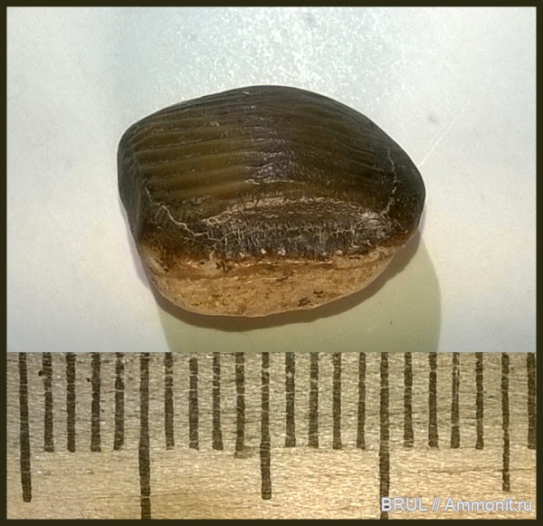 зубы, акулы, зубы акул, Ptychodus, Hybodontiformes, Ptychodus decurrens, Cenomanian, Cretaceous, sharks