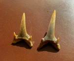 Зубы акулы Eostriatolamia subulata