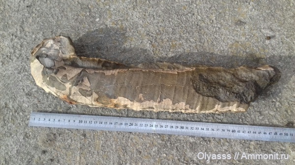 гетероморфные аммониты