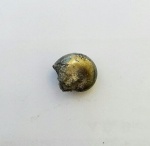 Пиритовый аммонит