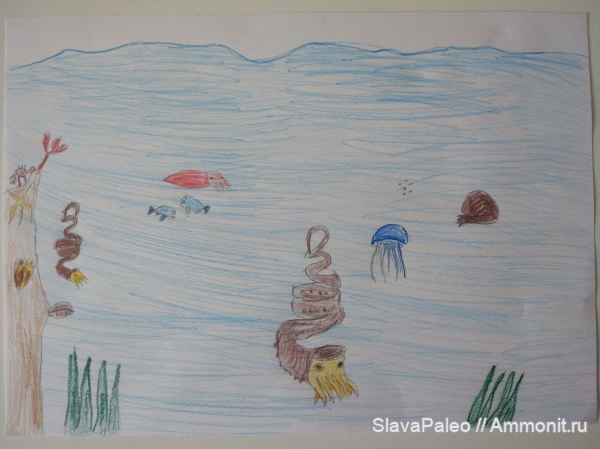 Didymoceras, Didymoceras stevensoni