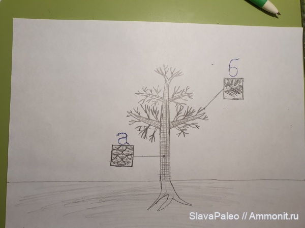 лепидофлойос, Lepidophloios