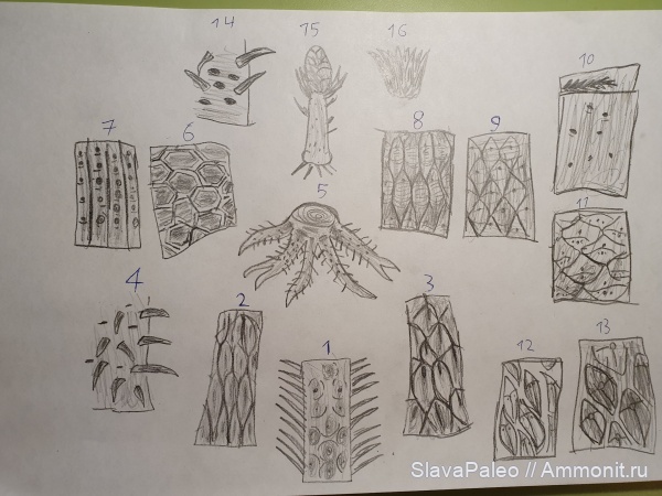 плауновидные, протолепидодендровые, лепидодендровые, полушниковые