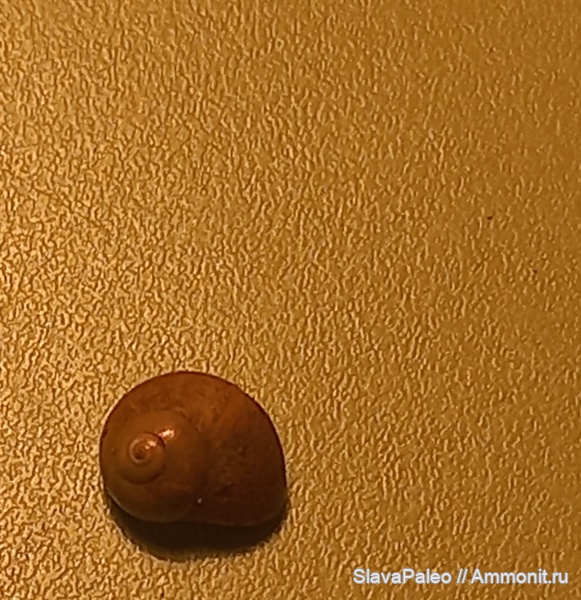 оксфордский ярус, Тимонино, Liotidae, Heliocryptus, Heliocryptus kljasmiensis