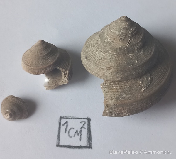 Bathrotomaria, Bathrotomaria muensteri, оксфордский ярус, Pleurotomariidae, Тимонино