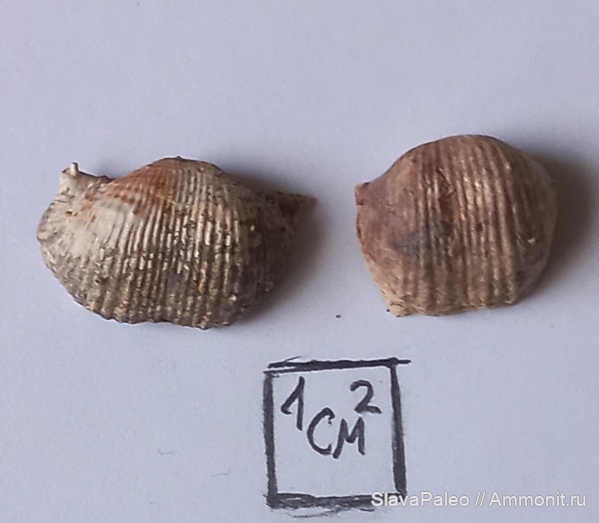 Серпуховский ярус