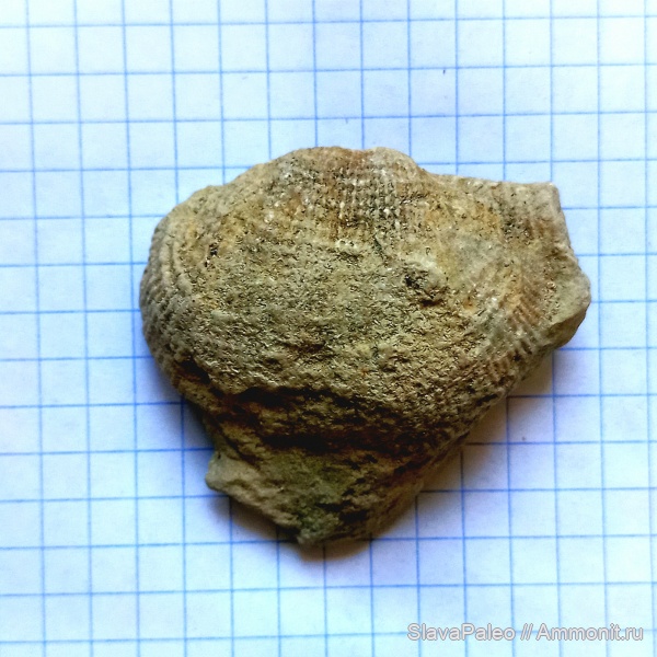 Московский ярус