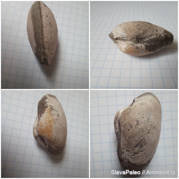 Фили, волжский ярус, Pleuromya, зона Craspedites subditus