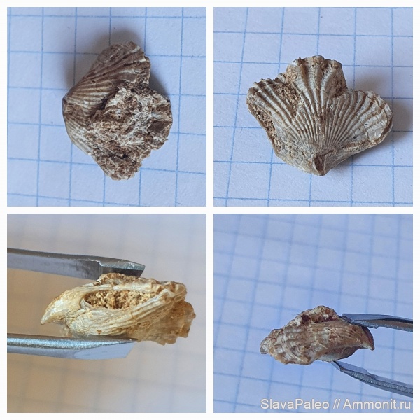 Гжель, келловей, Cardinirhynchia, Rhynchonellida, Cardinirhynchia rossica