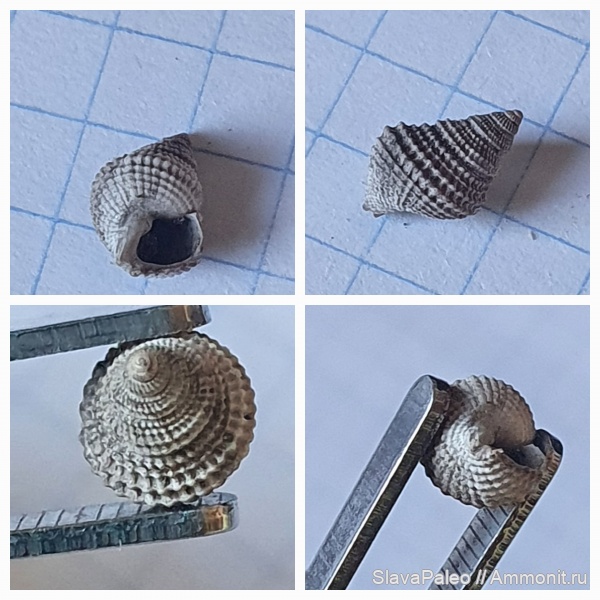 оксфордский ярус, Тимонино, shurovicyclus, shurovicyclus gerasimovi