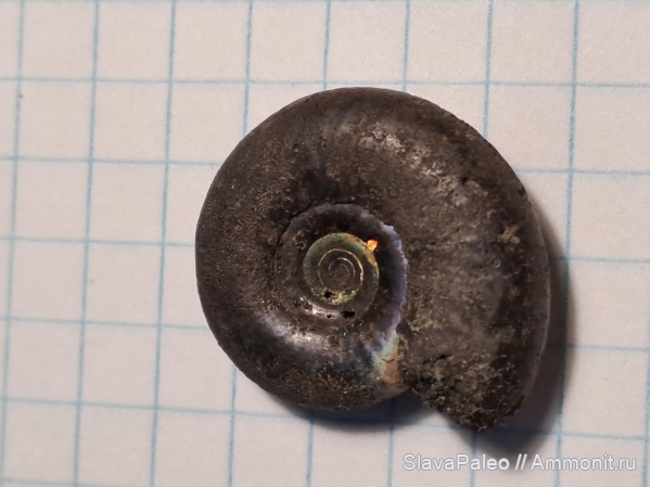 Kachpurites, волжский ярус, Еганово, Kachpurites fulgens, зона Kachpurites fulgens