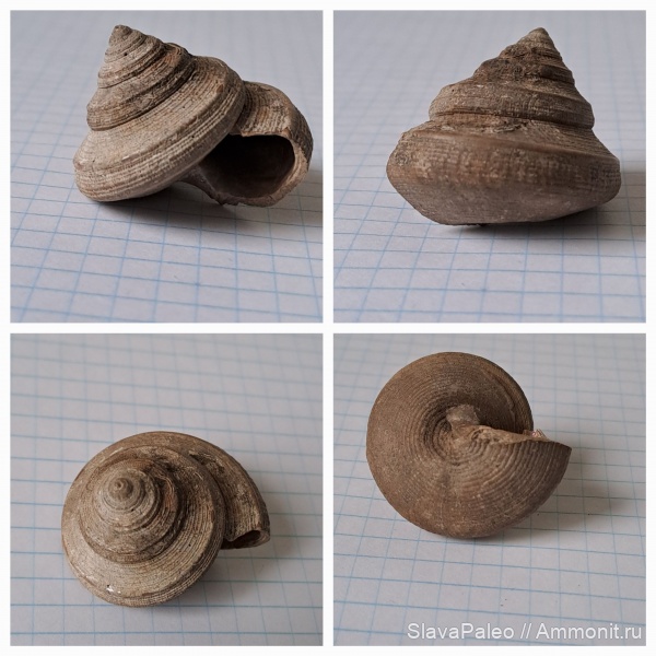 Bathrotomaria, Bathrotomaria muensteri, оксфордский ярус, Тимонино