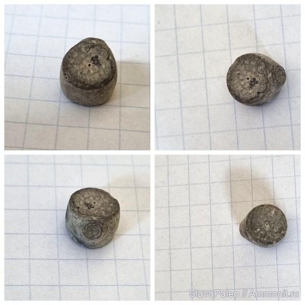 Cyclocrinus, оксфордский ярус, Тимонино, Cyclocrinus insignis