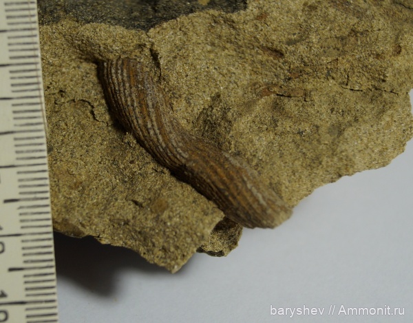 пермь, артинский ярус